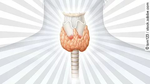 Grafische Darstellung des Halsbereichs mit hervorgehobener Schilddrüse in Orange, umgeben von strahlenförmigen Linien.