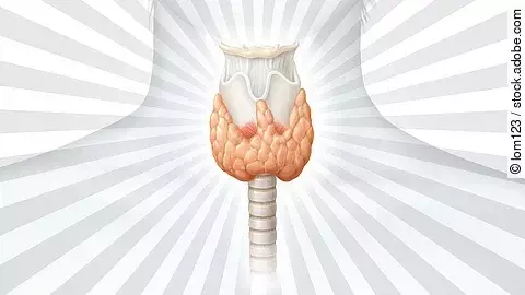 Grafische Darstellung des Halsbereichs mit hervorgehobener Schilddrüse in Orange, umgeben von strahlenförmigen Linien.