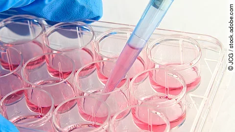 Scientist pipetting medium into 12-well plate Zellkultur