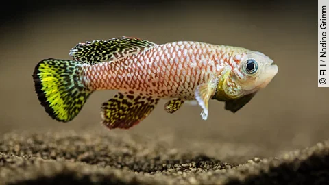 Türkiser Prachtgrundkärpfling (Nothobranchius furzeri), Killifisch Türkiser Prachtgrundkärpfling (Nothobranchius furzeri), Killifisch