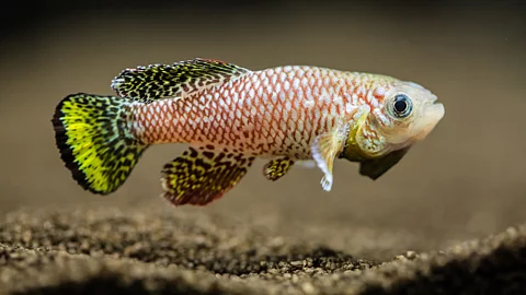 Türkiser Prachtgrundkärpfling (Nothobranchius furzeri), Killifisch Türkiser Prachtgrundkärpfling (Nothobranchius furzeri), Killifisch