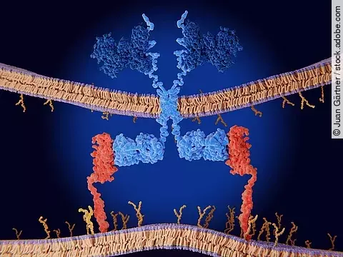 Chimeric antigen receptor (CAR) therapy: Engineered receptor on a T-cell binds to CD19-antigen on a leukemia cell