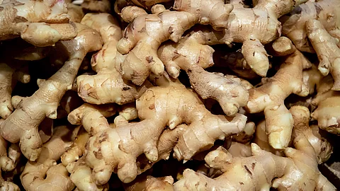 Frische Ingwerwurzeln mit typischer hellbrauner Schale und knollenförmiger Struktur