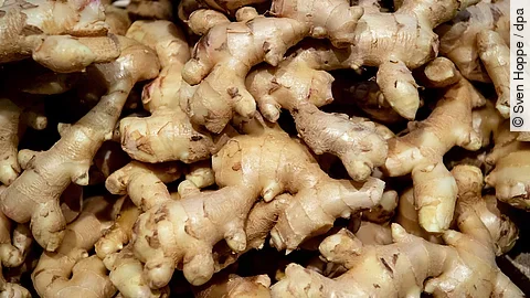 Frische Ingwerwurzeln mit typischer hellbrauner Schale und knollenförmiger Struktur