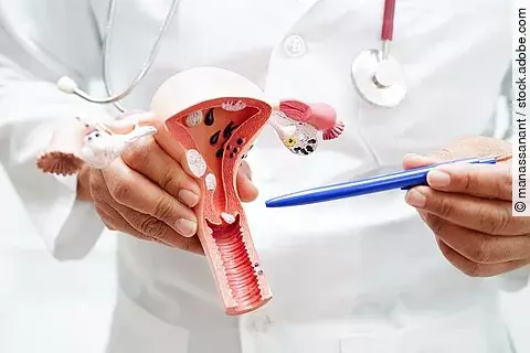 Uterus, doctor holding anatomy model for study diagnosis and treatment in hospital.