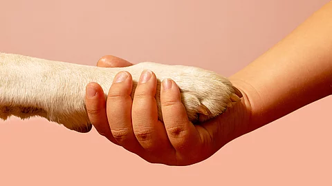 Eine menschliche Hand hält die Pfote eines Hundes