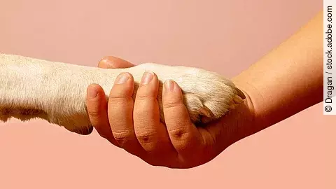 Eine menschliche Hand hält die Pfote eines Hundes