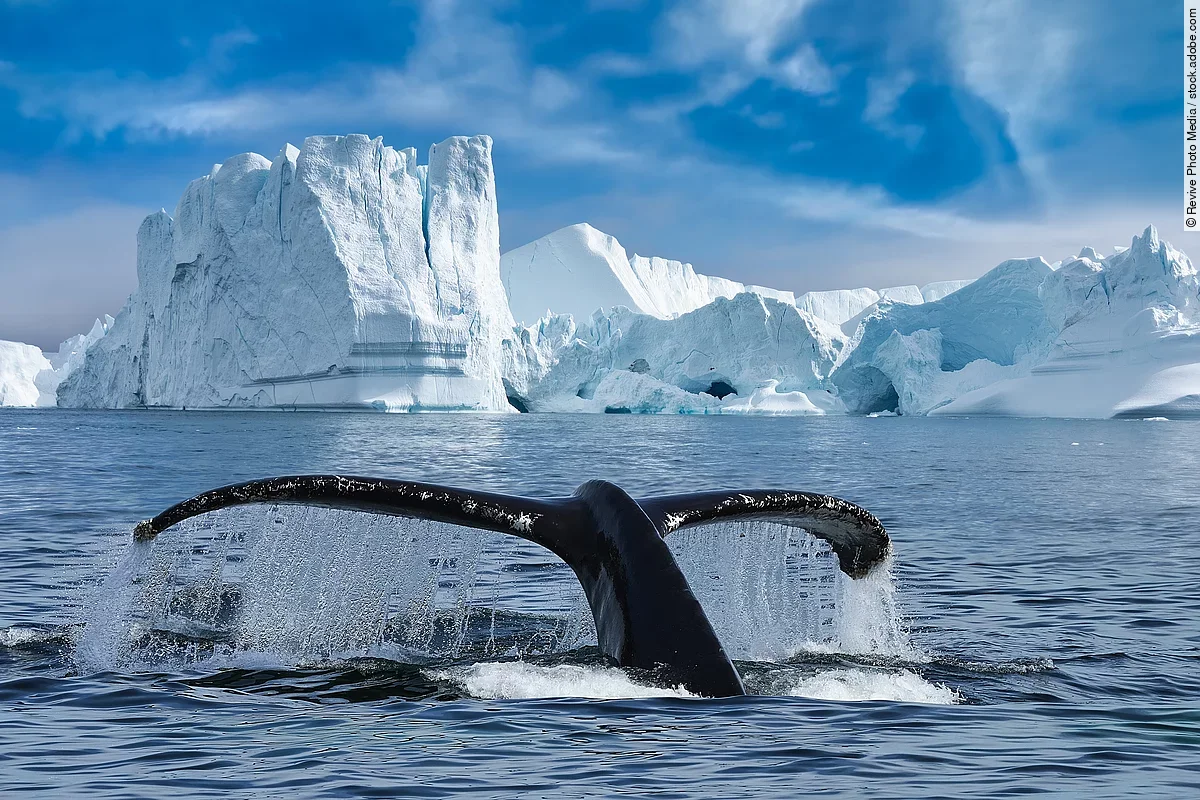 Close-up of the tail fin of a Humpback whale (Megaptera novaeangliae) swiming among of icebergs at Ilulissat Icefjord. Whale watching tour with big Humpback whale tail fin looking out of water.