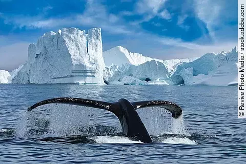 Close-up of the tail fin of a Humpback whale (Megaptera novaeangliae) swiming among of icebergs at Ilulissat Icefjord. Whale watching tour with big Humpback whale tail fin looking out of water.