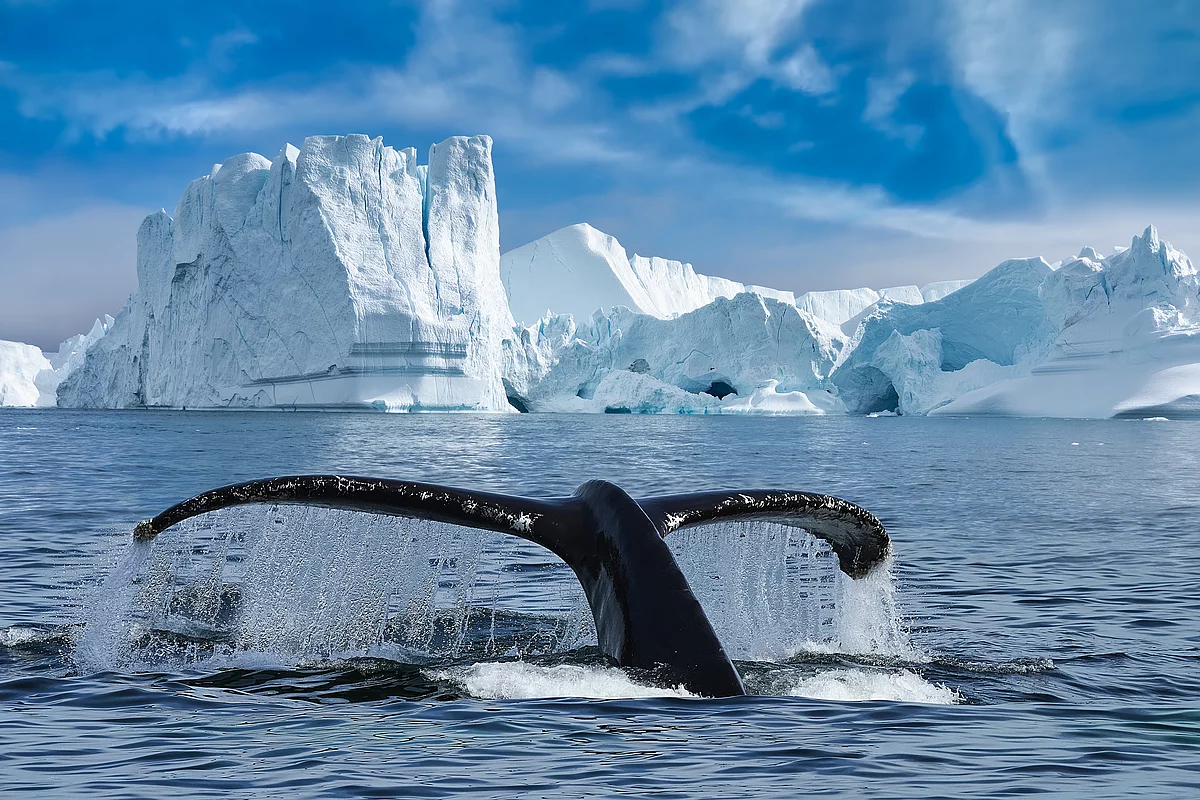 Close-up of the tail fin of a Humpback whale (Megaptera novaeangliae) swiming among of icebergs at Ilulissat Icefjord. Whale watching tour with big Humpback whale tail fin looking out of water.