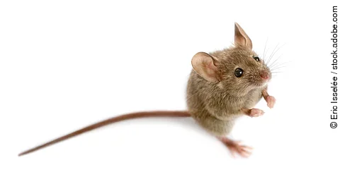 Wood mouse in front of a white background