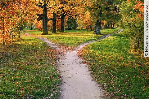 A wide trail strewn with fallen autumn foliage is divided into t