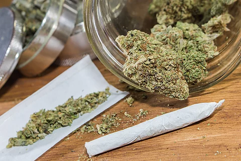 Cannabis: Patienten mit diagnostizierter Cannabisabhängigkeit starben laut Studie 24-mal häufiger innerhalb von fünf Jahren nach einer Darmkrebsdiagnose.