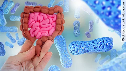 Microbiome body. Model of intestinal tract in hand. Molecules microbiome or probiotics. Beneficial bacteria in intestines. Caring for microbiome organism. Health of intestinal tract. Probiotic cells