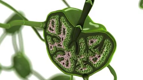 Lymphknoten