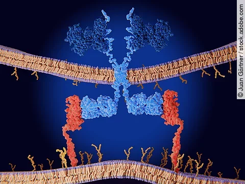 Chimeric antigen receptor (CAR) therapy: Engineered receptor on a T-cell binds to CD19-antigen on a leukemia cell