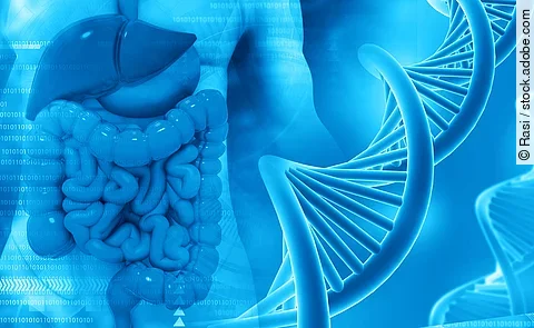 Human digestive system with DNA strand on blue background. 3d illustration.