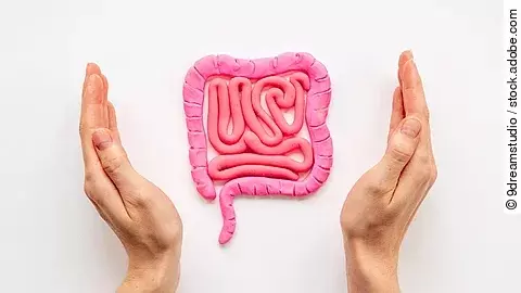 Human intestines colon organ shape with hands. Digestive tract p