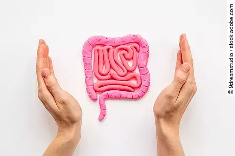 Human intestines colon organ shape with hands. Digestive tract p