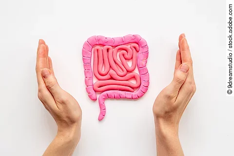 Human intestines colon organ shape with hands. Digestive tract p