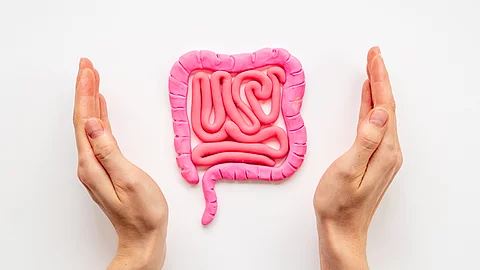 Human intestines colon organ shape with hands. Digestive tract p