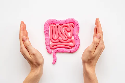 Human intestines colon organ shape with hands. Digestive tract p