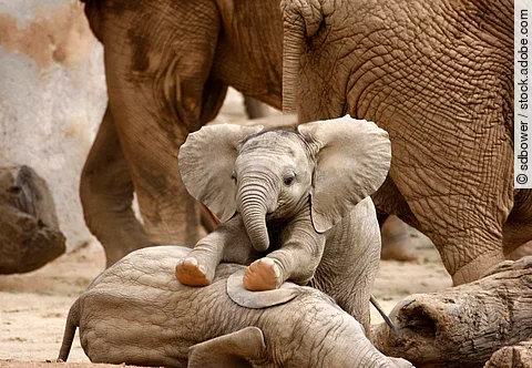 Baby Elephants Playing