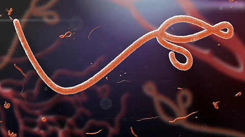 Illustration von mehreren fadenförmigen Ebola-Viren in leuchtenden Orange- und Rottönen vor dunklem Hintergrund, die sich schlängelnd durch den Bildraum ziehen.