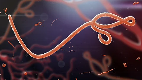 Illustration von mehreren fadenförmigen Ebola-Viren in leuchtenden Orange- und Rottönen vor dunklem Hintergrund, die sich schlängelnd durch den Bildraum ziehen.