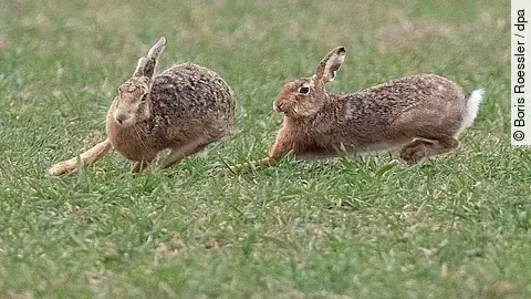 Zwei Feldhasen laufen über eine grüne Wiese. Beide Tiere bewegen sich schnell und befinden sich nah beieinander.