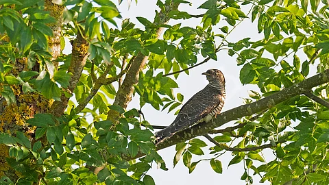 Ein Kuckuck (Cuculus canorus) sitzt zwischen Blättern auf einem Ast in einem Baum.