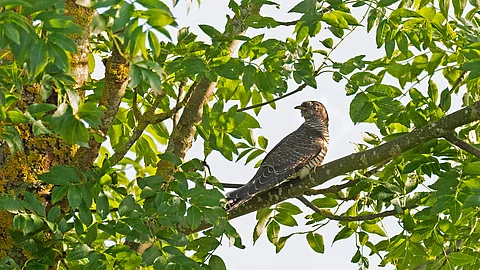 Ein Kuckuck (Cuculus canorus) sitzt zwischen Blättern auf einem Ast in einem Baum. Ein Kuckuck (Cuculus canorus) sitzt zwischen Blättern auf einem Ast in einem Baum.
