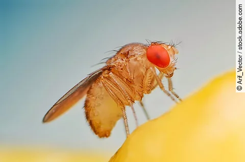 Fruit fly or vinegar fly (Drosophila melanogaster) on banana fruit surface.