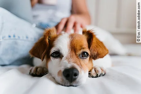 young caucasian woman on bed working on laptop. Cute small dog l