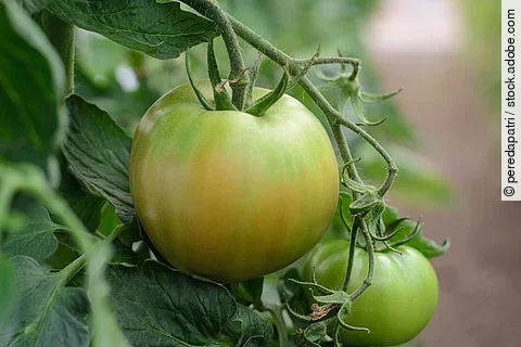 Tomate en proceso de maduración, con tonos verdes y naranjas,en su planta .