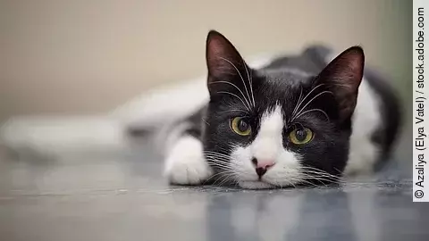 Eine schwarz-weiße Hauskatze liegt ausgestreckt auf einem glatten Boden 