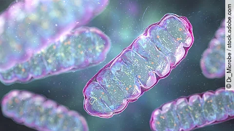 Mitochondria, a membrane-enclosed cellular organelles, which produce energy Der Transfer von Mitochondrien über Nanotubes verlängert die Lebensdauer von T-Zellen.