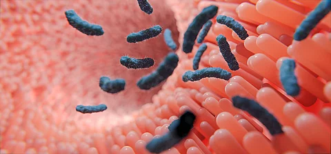 Darmschleimhaut und Darmzotten mit Stabbakterien oder Darmbakterien allgemein