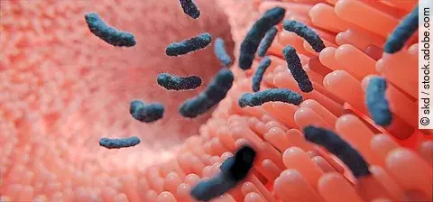 Darmschleimhaut und Darmzotten mit Stabbakterien oder Darmbakterien allgemein