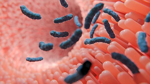 Darmschleimhaut und Darmzotten mit Stabbakterien oder Darmbakterien allgemein Darmschleimhaut und Darmzotten mit Stabbakterien oder Darmbakterien allgemein