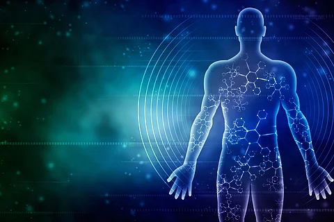 2d illustration Human Male Muscle Body