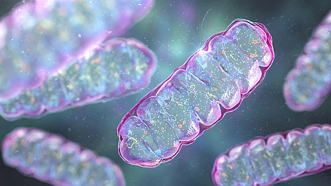 Mitochondrien, membranumschlossene Zellorganellen, die Energie produzieren