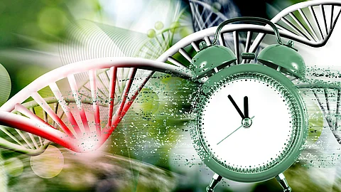 DNA-Doppelhelix, die sich durch ein grünes, naturähnliches Umfeld zieht; integriert ist ein analoge Wecker