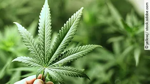 Mehrere grüne Cannabispflanzen mit gezackten Blättern wachsen dicht nebeneinander in einer professionellen Anbauumgebung.