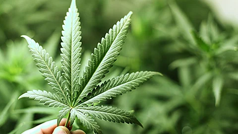 Mehrere grüne Cannabispflanzen mit gezackten Blättern wachsen dicht nebeneinander in einer professionellen Anbauumgebung.