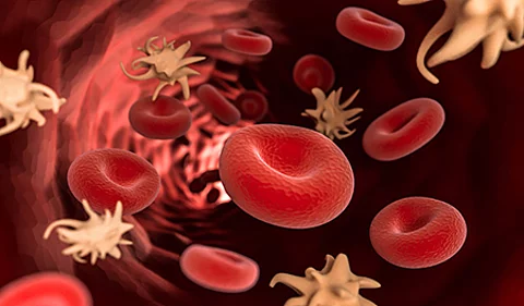 Rote Blutzellen im Fluss