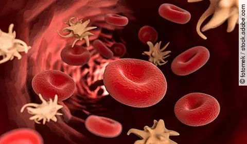 Rote Blutzellen im Fluss