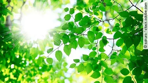 Sonnenstrahlen fallen durch frische grüne Blätter – Symbol für Hoffnung und Neubeginn.