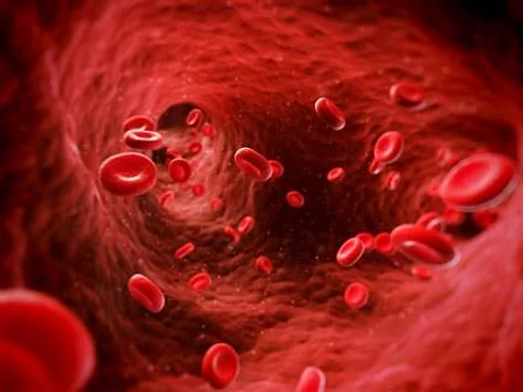 Erythrozyten im Blutgefäß