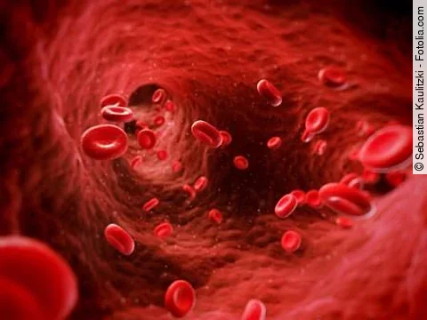 Erythrozyten im Blutgefäß